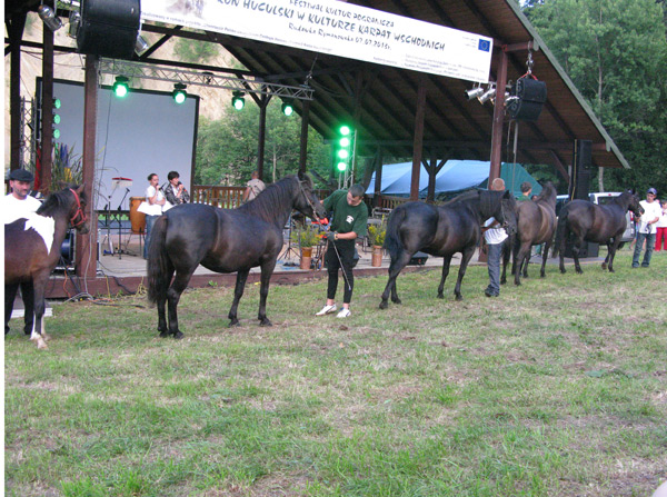 Prezentacja koni huculskich