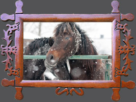 Koń huculski nie jedno ma imię - odrzechowskie hucuły zimą