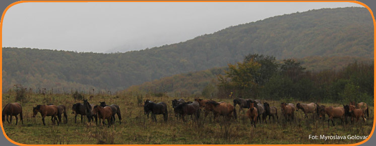 Навчання: Основні цілі і принципи розведення коней гуцульської породи