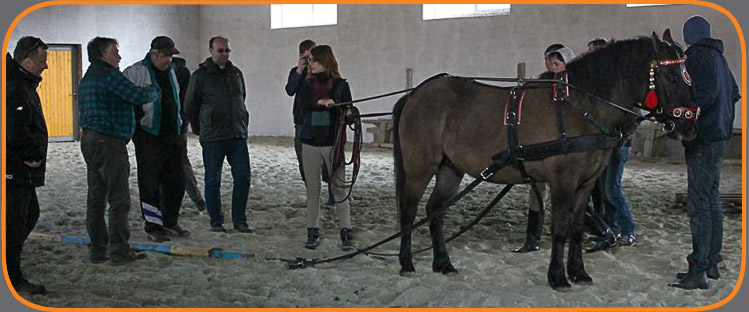 Technologia chowu i treningu młodych koni, przygotowania do prób dzielności, Gołubyne (Obwód Zakarpacki) na Ukrainie, 09.03.2015 – 15.03.2015
