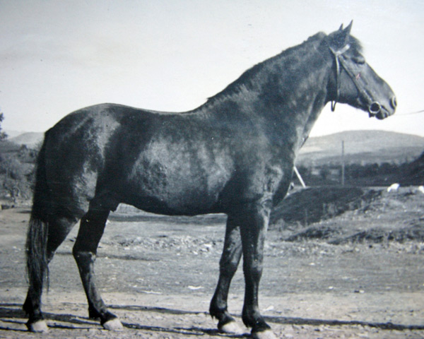 Koń rasy hucuł - zdjęcie archiwalne
