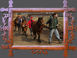 Technologia chowu i treningu młodych koni, przygotowania do prób dzielności